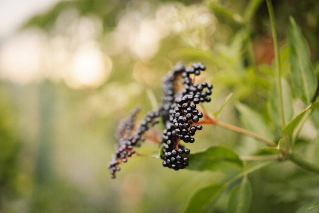 Clusters fruit black elderberry